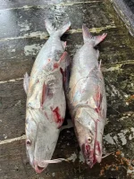 Buy Fresh Sea Giant Catfish Online | Fish Vision