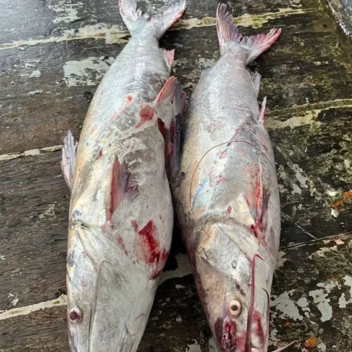 Buy Fresh Sea Giant Catfish Online | Fish Vision
