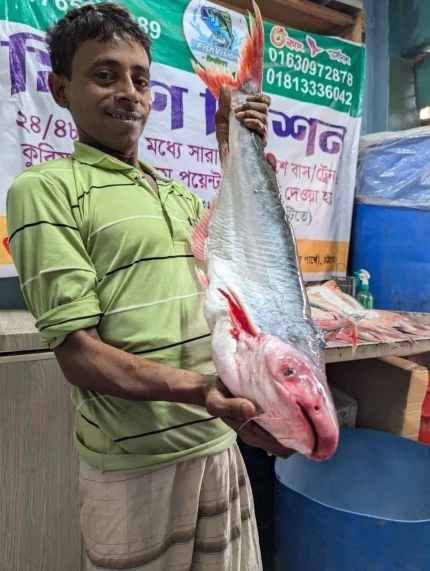 Premium Quality Sea Pangasius (সামুদ্রিক পাঙ্গাশ)