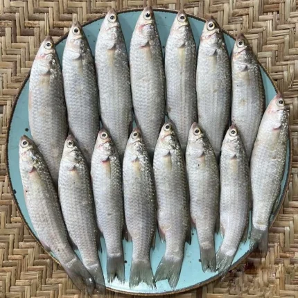 Fresh Sea Parshe Fish (Sea Bata) Online in Bangladesh | Fish Vision