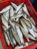 Fresh Sea Parshe Fish (Sea Bata) Online in Bangladesh | Fish Vision