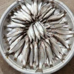 Fresh Sea Parshe Fish (Sea Bata) Online in Bangladesh | Fish Vision