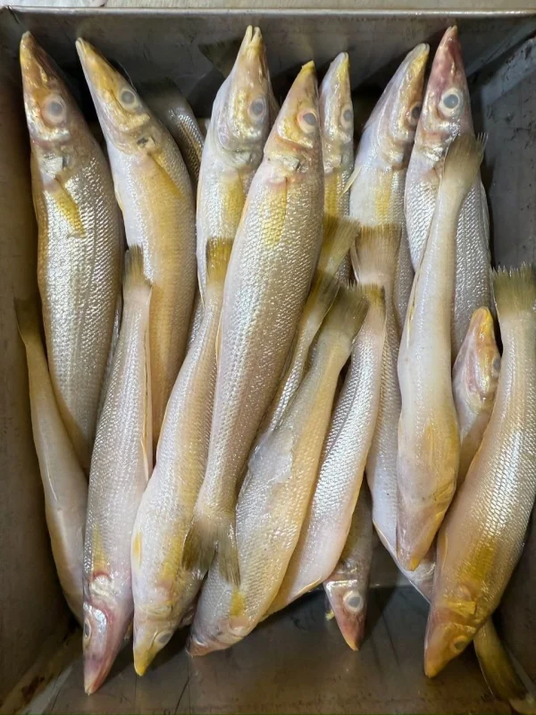 Premium Fresh Sundari Baila Fish Online | Fish Vision