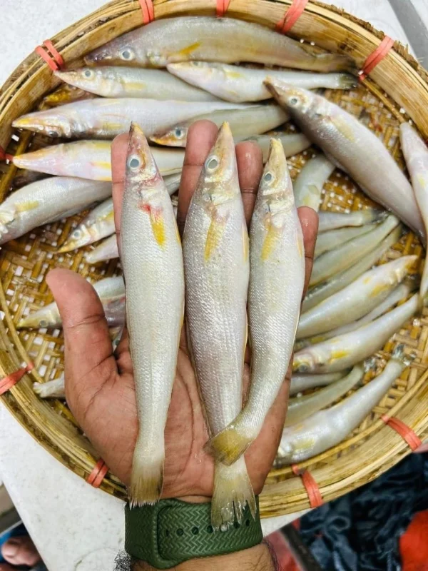 Premium Fresh Sundari Baila Fish Online | Fish Vision