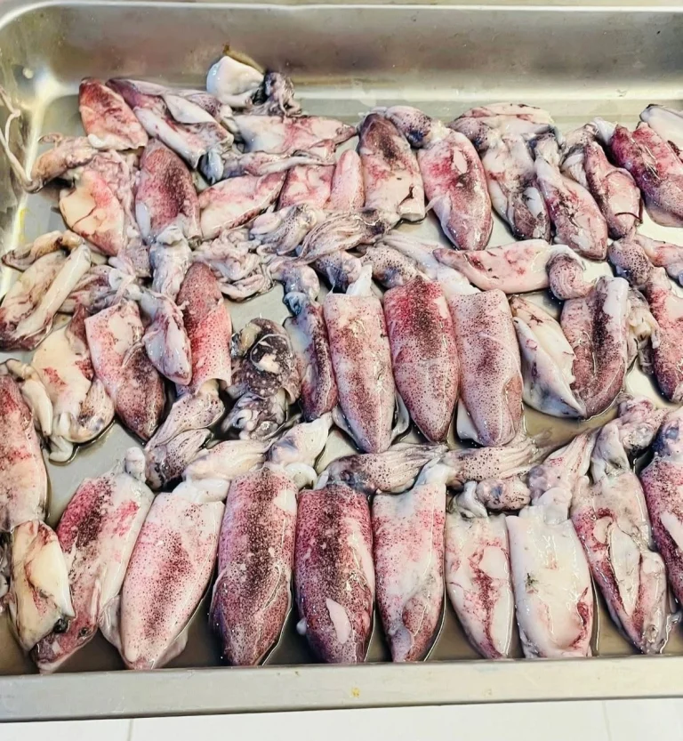 Fresh Whole Sea Squid / Premium Astho Squid