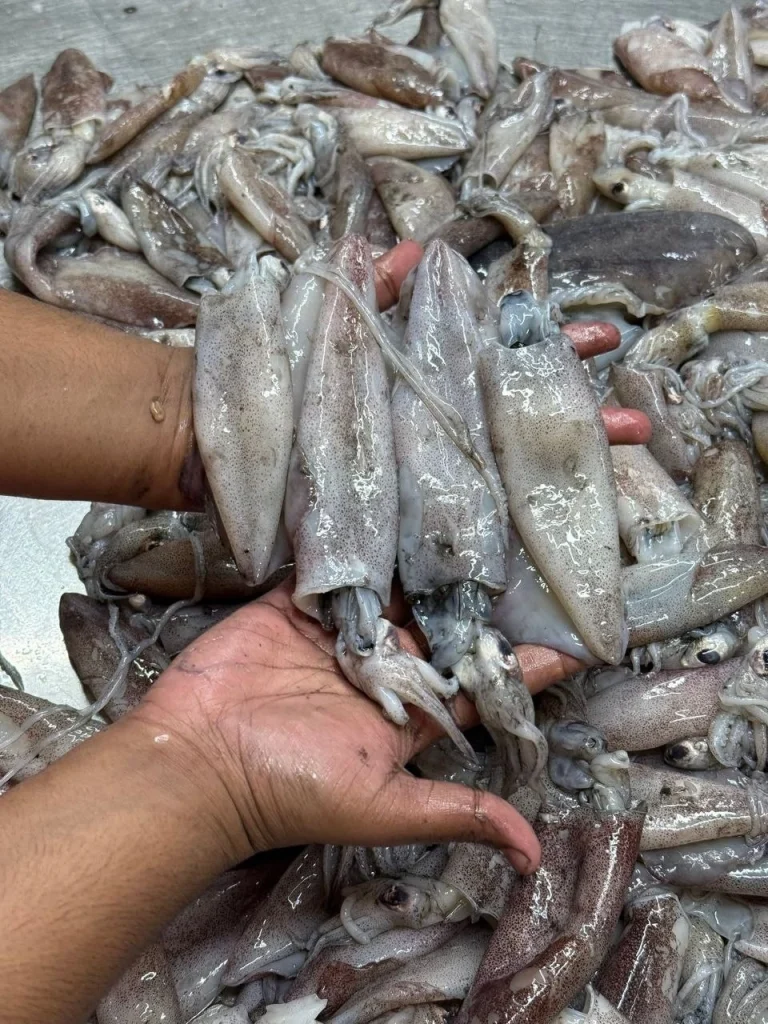 Fresh Whole Sea Squid / Premium Astho Squid