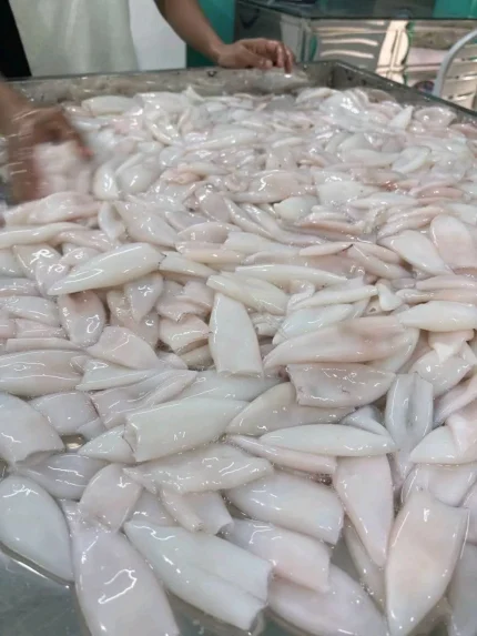 Premium Fresh Squid Meat / Cleaned Sea Calamari