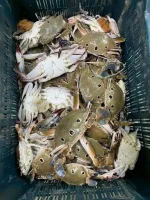 Premium Sea Three-Spot Crab / Fresh 3 Phota Kakra