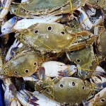 Premium Sea Three-Spot Crab / Fresh 3 Phota Kakra